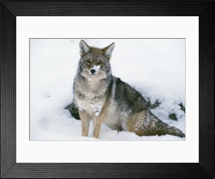 Framed Print : Coyote CK 3023 Canis latrans © Chris Knights / ardea. com Framed Print : Coyote CK 3023 Canis latrans © Chris Knights / ardea. com