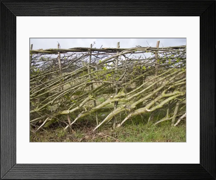 Framed Print : Layered hedge - recently done - side view Bedfordshire UK 005452 Framed Print : Layered hedge - recently done - side view Bedfordshire UK 005452