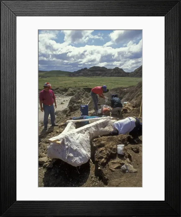 Framed Print : Dinosaur Dig - Tyrannosaurus Rex, pelvis. Wooden frame attached to protect bone - Dinamation International Society Expeditions. Staff & participants Framed Print : Dinosaur Dig - Tyrannosaurus Rex, pelvis. Wooden frame attached to protect bone - Dinamation International Society Expeditions. Staff & participants