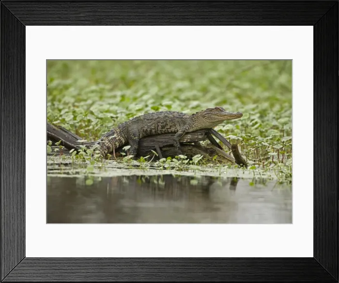 Framed Print : American Alligator - on log among Water Hyacinth and other aquatic plants - Louisiana - USA Framed Print : American Alligator - on log among Water Hyacinth and other aquatic plants - Louisiana - USA