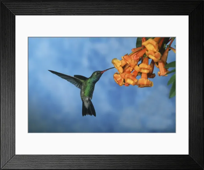 Framed Print : Broad-Billed Hummingbird FG 12413 Male in flight feeding from flower Cynanthus latirostris © Francois Gohier / ardea. com Framed Print : Broad-Billed Hummingbird FG 12413 Male in flight feeding from flower Cynanthus latirostris © Francois Gohier / ardea. com