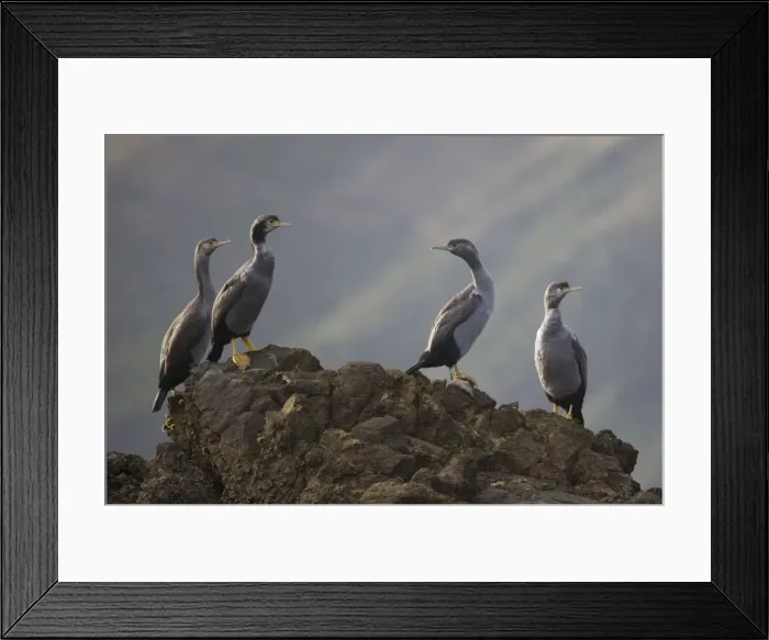 Framed Print : Spotted Shag - on Duffer's Reef, Pelorous Sound, Marlborough Sounds, South Island, New Zealand