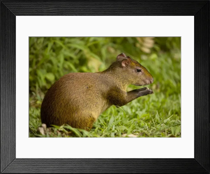 Framed Print : Central American Agouti - Rodent - Tropical Rainforest - Costa Rica Framed Print : Central American Agouti - Rodent - Tropical Rainforest - Costa Rica