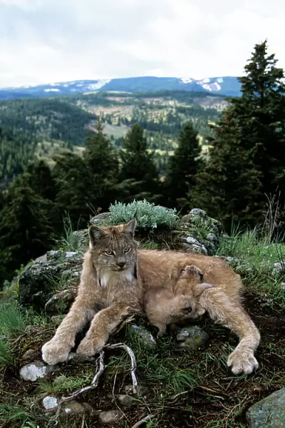 Lynx - mother and babies - Montana USA