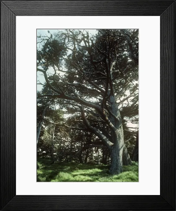 Framed Print : Montery Cypress Tree - Point Lobos State Reserve - California - USA Framed Print : Montery Cypress Tree - Point Lobos State Reserve - California - USA