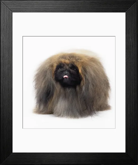 Framed Print : Pekingese Dog Framed Print : Pekingese Dog