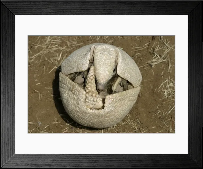 Framed Print : Three-Banded Armadillo FG 12443 Opening up from protective curled up position Range: Argentina, Paraguay, parts of Brazil Tolypeutes matacus © Francois Gohier / ardea. com Framed Print : Three-Banded Armadillo FG 12443 Opening up from protective curled up position Range: Argentina, Paraguay, parts of Brazil Tolypeutes matacus © Francois Gohier / ardea. com