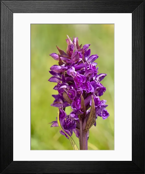 Framed Print : Hebridean Marsh-orchid - Close up of flower - Edemic to North Uist - Outer Hebrides - Scotland Framed Print : Hebridean Marsh-orchid - Close up of flower - Edemic to North Uist - Outer Hebrides - Scotland