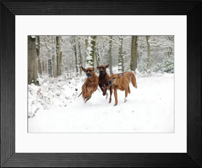 Framed Print : DOG - Rhodesian ridgebacks running through snow Framed Print : DOG - Rhodesian ridgebacks running through snow