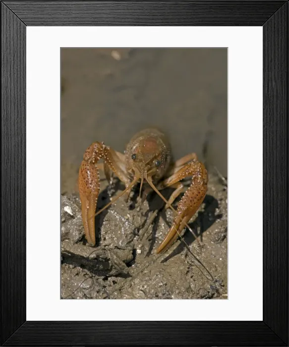 Framed Print : Red Swamp Crawfish(Crayfish) - Louisiana - Important food item - commercially harvested - native to Southeastern US - introduced widely elsewhere Framed Print : Red Swamp Crawfish(Crayfish) - Louisiana - Important food item - commercially harvested - native to Southeastern US - introduced widely elsewhere