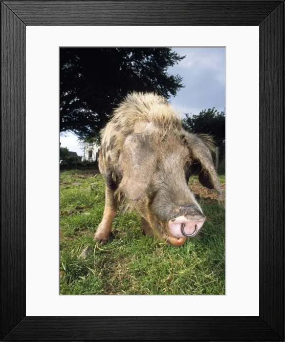 Framed Print : Oxford Sandy & Black Pig Framed Print : Oxford Sandy & Black Pig