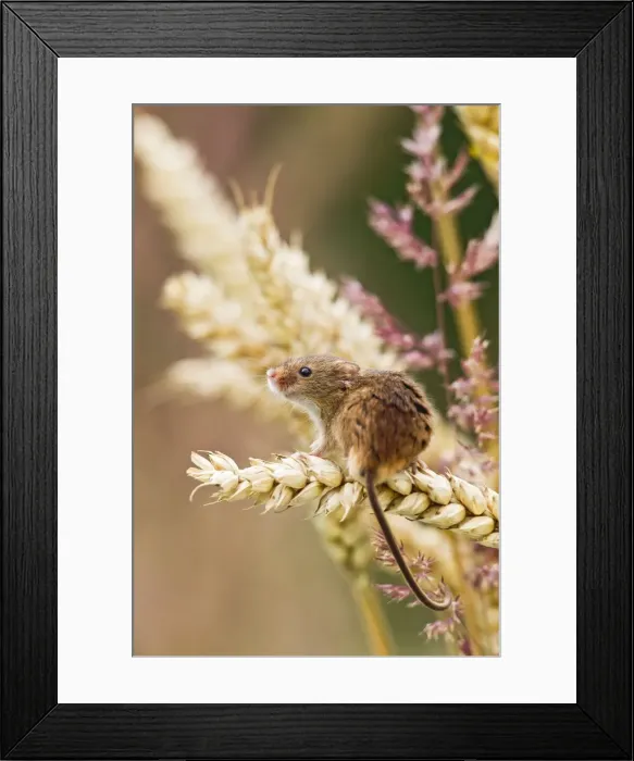 Framed Print : Harvest Mouse - in wheat - Bedfordshire UK 14448 Framed Print : Harvest Mouse - in wheat - Bedfordshire UK 14448
