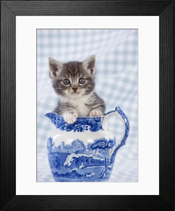 Framed Print : Cat - Grey Tabby kitten sitting in china jug Framed Print : Cat - Grey Tabby kitten sitting in china jug