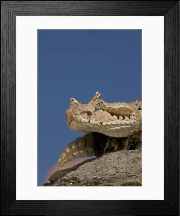 Framed Print : Sonoran Desert Sidewinder  /  Horned Rattlesnake - Arizona - USA - Distribution: southwestern United States and northwestern Mexico