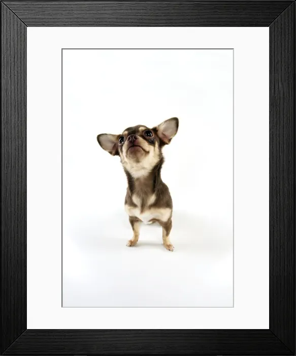 Framed Print : DOG - Chihuahua sitting Framed Print : DOG - Chihuahua sitting