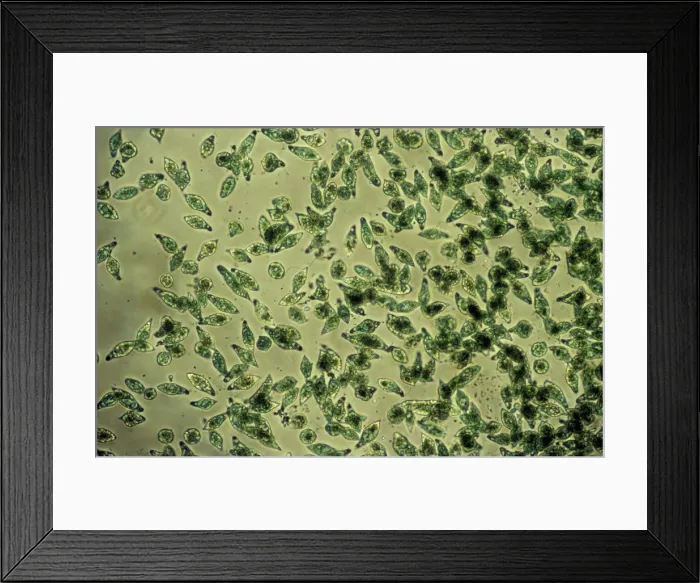 Framed Print : Protozoa - x 50 magnification Framed Print : Protozoa - x 50 magnification