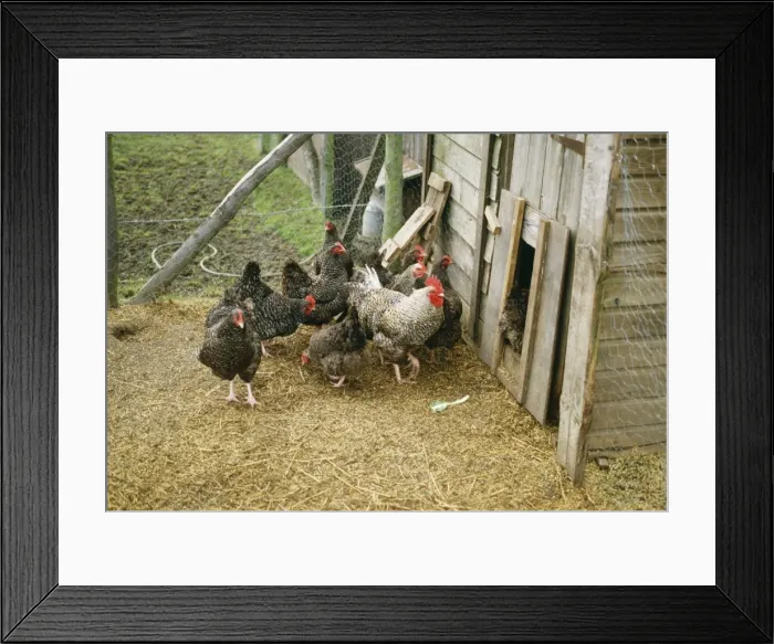 Framed Print : Chicken JD 1461 Marans Fowl © John Daniels / ardea. com Framed Print : Chicken JD 1461 Marans Fowl © John Daniels / ardea. com