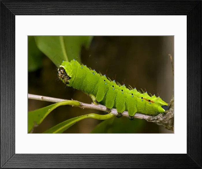 Framed Print : Saturnid moth caterpillar - Tropical dry forest - Santa Rosa National Park- Costa Rica Framed Print : Saturnid moth caterpillar - Tropical dry forest - Santa Rosa National Park- Costa Rica