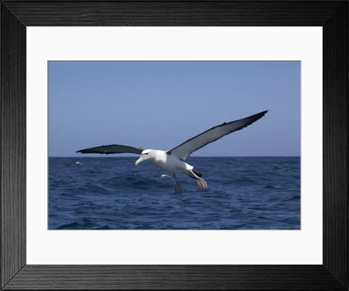 Framed Print : White-capped Albatross - in flight above sea - offshore from Kaikoura, South Island, New Zealand Framed Print : White-capped Albatross - in flight above sea - offshore from Kaikoura, South Island, New Zealand