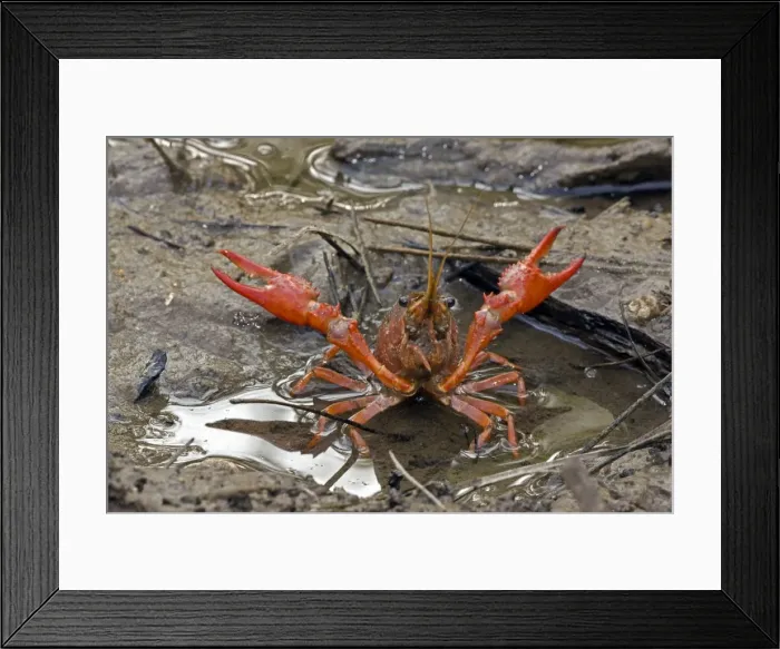 Framed Print : Red Swamp Crawfish(Crayfish) - defensive display - Important food item - commercially harvested - native to Southeastern US - introduced widely elsewhere - Louisiana Framed Print : Red Swamp Crawfish(Crayfish) - defensive display - Important food item - commercially harvested - native to Southeastern US - introduced widely elsewhere - Louisiana