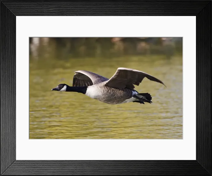 Framed Print : Canada Goose - in flight above water - Hertfordshire UK 12359 Framed Print : Canada Goose - in flight above water - Hertfordshire UK 12359