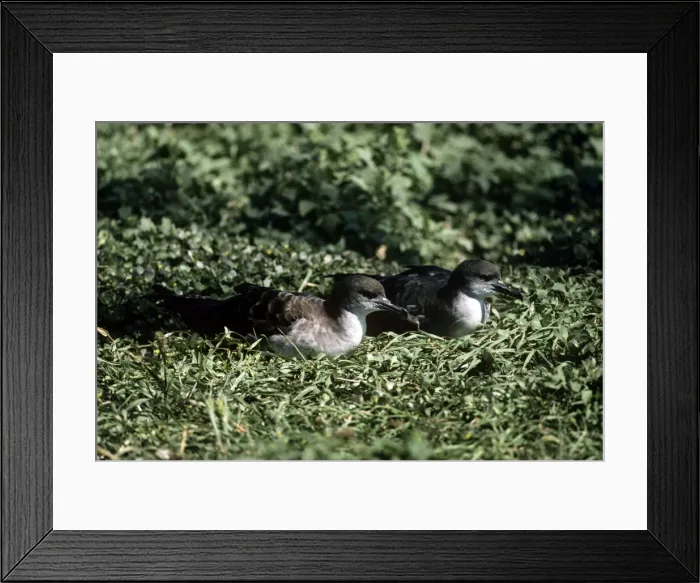 Framed Print : Wedge-tailed Shearwater