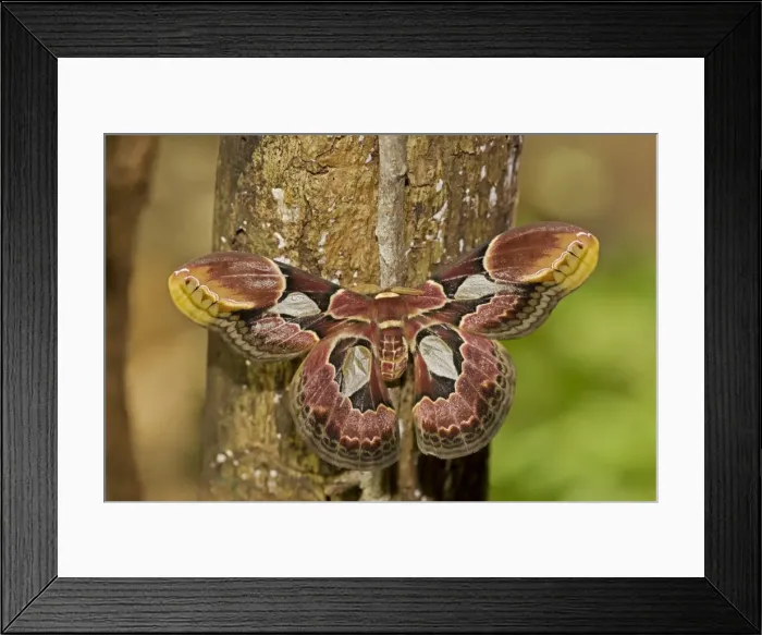 Framed Print : Lebeau's Rothschildia (silkmoth) - Costa Rica Framed Print : Lebeau's Rothschildia (silkmoth) - Costa Rica