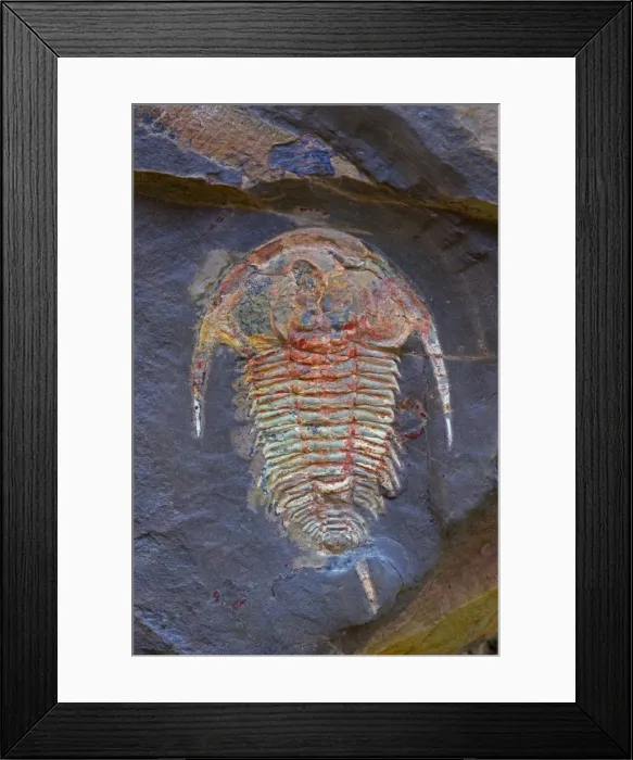 Framed Print : Fossil Trilobite - Redlichia takooensis - Lower Cambrian - Emu Bay Shale formation - Kangaroo Island - South Australia Framed Print : Fossil Trilobite - Redlichia takooensis - Lower Cambrian - Emu Bay Shale formation - Kangaroo Island - South Australia
