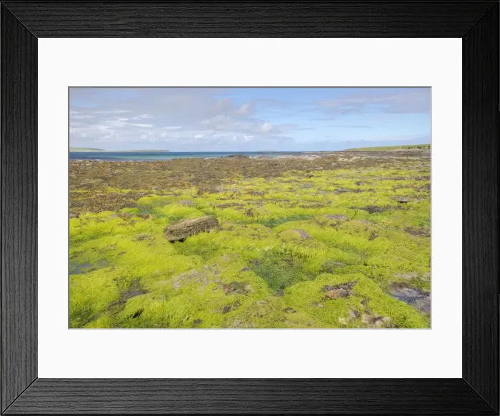 Framed Print : Beach at low tide showing exposed seaweeds - Burray - Orkney LA005304 Framed Print : Beach at low tide showing exposed seaweeds - Burray - Orkney LA005304