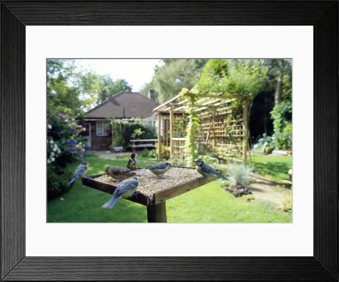 Framed Print : Bird Table - birds feeding - Blue Tit - Green Finch - Great Tit