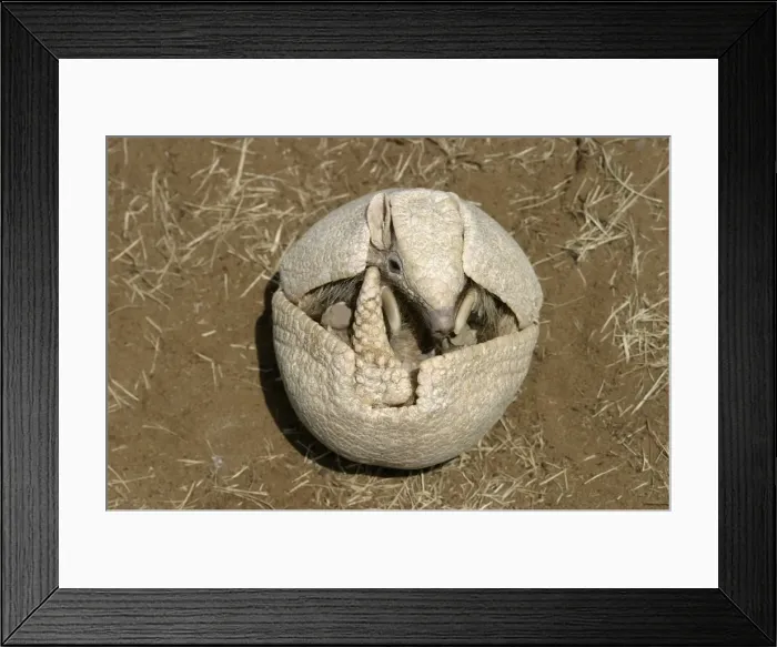 Framed Print : Three-Banded Armadillo FG 12429 Opening up from protective curled up position Range: Argentina, Paraguay, parts of Brazil Tolypeutes matacus © Francois Gohier / ardea. com Framed Print : Three-Banded Armadillo FG 12429 Opening up from protective curled up position Range: Argentina, Paraguay, parts of Brazil Tolypeutes matacus © Francois Gohier / ardea. com
