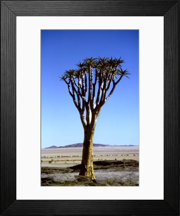 Framed Print : Kokerboom / Quiver / Aloe Tree CRH 906 Grass plains of the Pro-Namib, Namibia The bushmen used its bark to make their quivers Aloe dichotoma © Chris Harvey / ardea. com Framed Print : Kokerboom / Quiver / Aloe Tree CRH 906 Grass plains of the Pro-Namib, Namibia The bushmen used its bark to make their quivers Aloe dichotoma © Chris Harvey / ardea. com