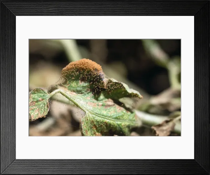 Framed Print : Red Spider Mites - infestation on tomato plant Framed Print : Red Spider Mites - infestation on tomato plant