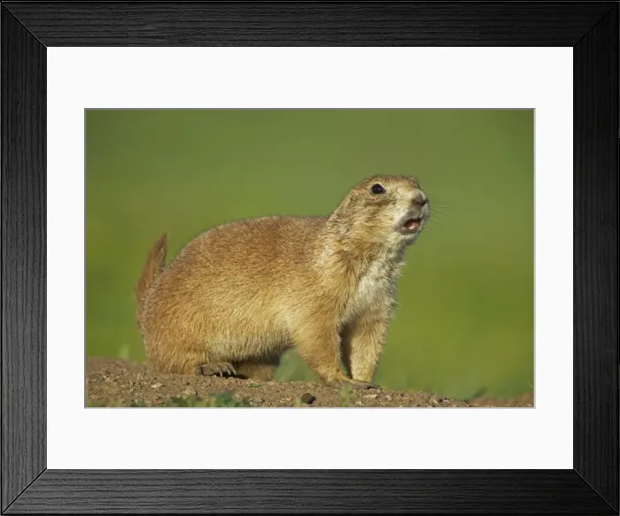 Framed Print : Blacktail Prairie Dog - Wyoming - USA Framed Print : Blacktail Prairie Dog - Wyoming - USA