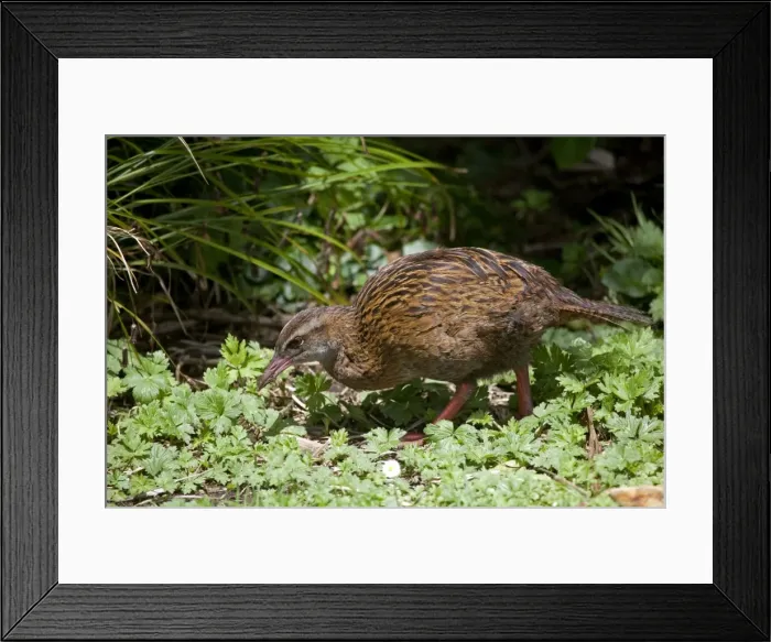 Framed Print : Western Weka  /  Woodhen - fossicking - Punakaiki - West Coast - South Island - New Zealand