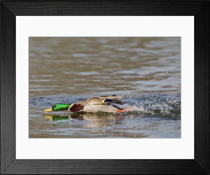 Framed Print : Mallard - male chasing rivals on water - Hertfordshire UK 12348 Framed Print : Mallard - male chasing rivals on water - Hertfordshire UK 12348