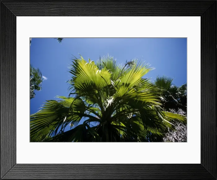 Framed Print : Pritchardia Kaalae Hawaii Framed Print : Pritchardia Kaalae Hawaii