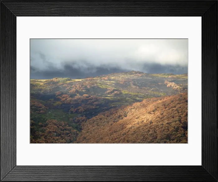 Framed Print : Bogong High Plains JLR 54 Alpine National Park, North East Victoria, Australia © Jean-Marc La-Roque / ardea. com Framed Print : Bogong High Plains JLR 54 Alpine National Park, North East Victoria, Australia © Jean-Marc La-Roque / ardea. com