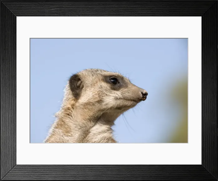 Framed Print : Meerkat / Suricate Framed Print : Meerkat / Suricate
