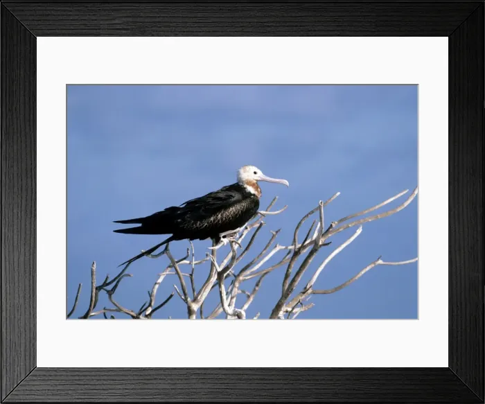 Framed Print : Great Frigatebird - immature Framed Print : Great Frigatebird - immature