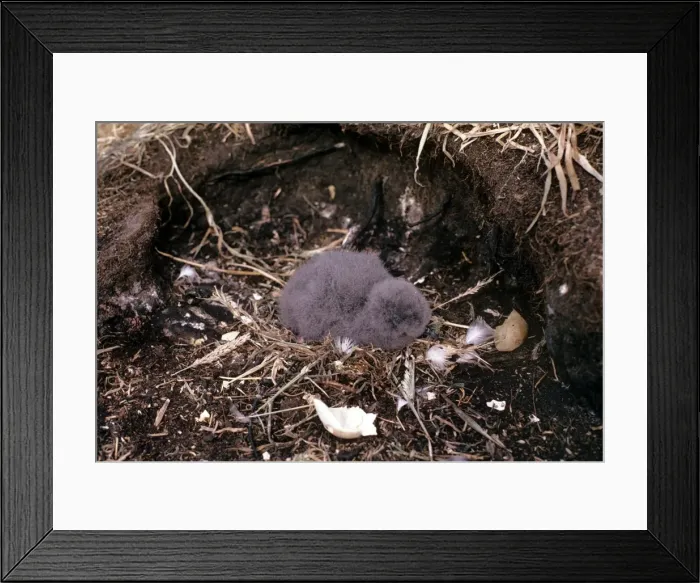 Framed Print : Thin-billed Prion - Falkland Islands Framed Print : Thin-billed Prion - Falkland Islands
