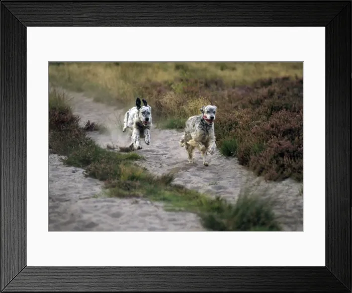Framed Print : English Setter Dogs - running Framed Print : English Setter Dogs - running