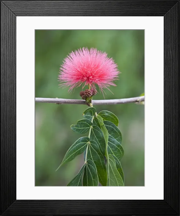 Framed Print : Blood Red Tassel flower - recreational park - Puerto de la Cruz - Tenerife - February - Evergreen spreading shrub Framed Print : Blood Red Tassel flower - recreational park - Puerto de la Cruz - Tenerife - February - Evergreen spreading shrub