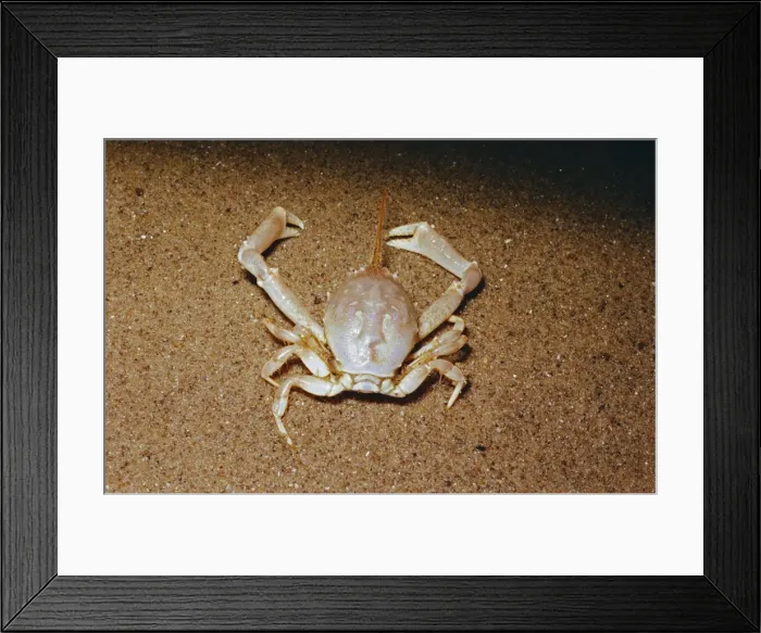 Framed Print : Masked Crab DWG 434 Corystes cassivelaunus © DW Greenslade / ARDEA LONDON Framed Print : Masked Crab DWG 434 Corystes cassivelaunus © DW Greenslade / ARDEA LONDON