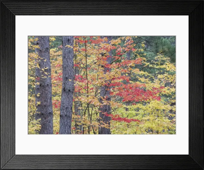 Framed Print : Young Maple Trees growing in Commercial Pine Forest Upper Penninsular Michigan, USA LA004423 Framed Print : Young Maple Trees growing in Commercial Pine Forest Upper Penninsular Michigan, USA LA004423