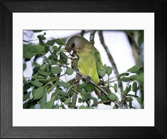 Framed Print : Brown-headed Parrot - feeding on marula fruit - Kruger National Park Framed Print : Brown-headed Parrot - feeding on marula fruit - Kruger National Park