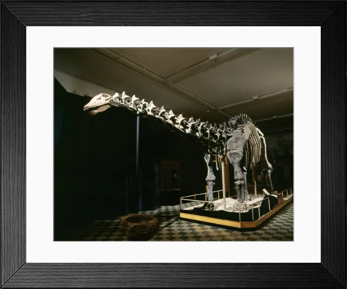 Framed Print : BRONTOSAURUS - Jurassic Display at Geological Museum, University of Wyoming, Laramie, USA Framed Print : BRONTOSAURUS - Jurassic Display at Geological Museum, University of Wyoming, Laramie, USA