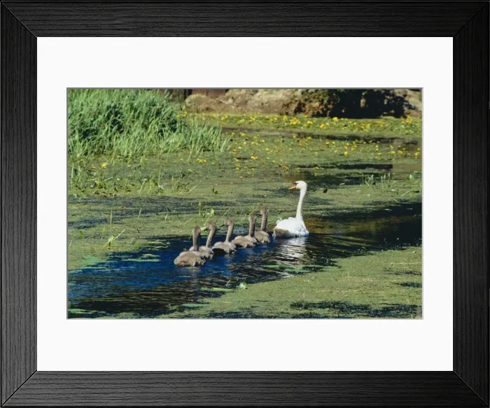 Framed Print : Mute Swan DAD 622 With family, the Military Canal, Appledore, UK. © David Dixon / ardea. com Framed Print : Mute Swan DAD 622 With family, the Military Canal, Appledore, UK. © David Dixon / ardea. com