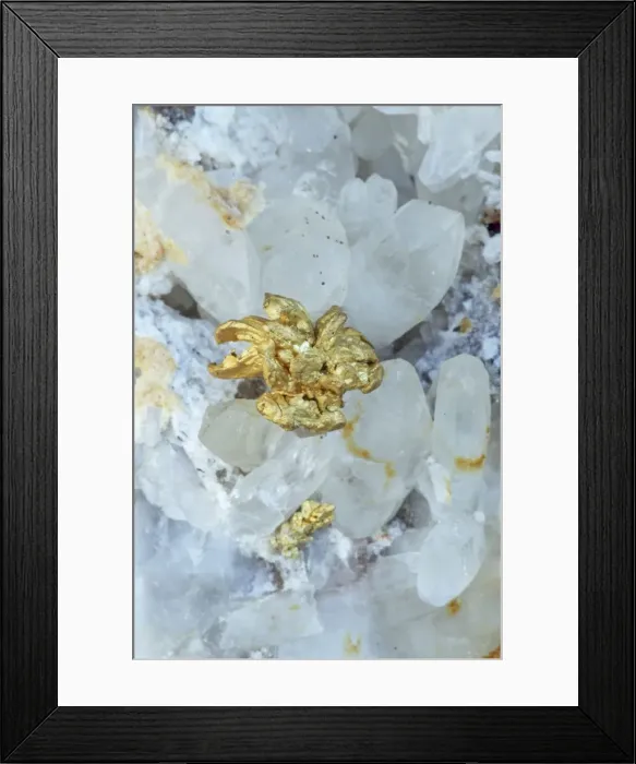 Framed Print : Native Gold on Quartz - Nevada