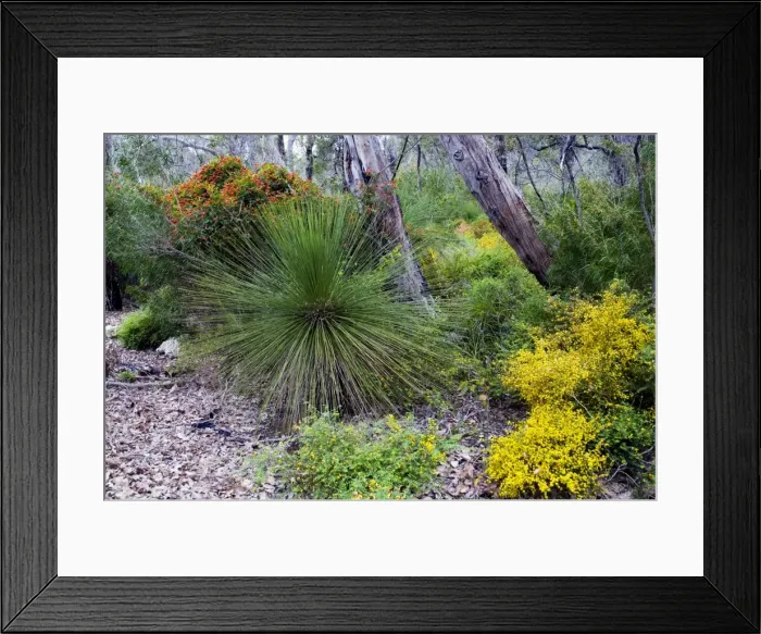 Framed Print : Grass-tree / Blackboy with flowering Coral Vine and Prickly Moses. Boranup Forest, Leeuwin-Naturaliste National Park, Western Australia Framed Print : Grass-tree / Blackboy with flowering Coral Vine and Prickly Moses. Boranup Forest, Leeuwin-Naturaliste National Park, Western Australia